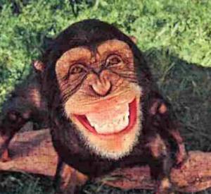 happy-monkey-cefjfhimbdgibdgi.jpg